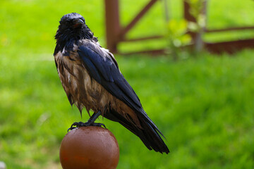 In Istanbul Emirgan, in hot weather, a crow entered the water and cooled down.