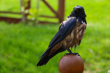 In Istanbul Emirgan, in hot weather, a crow entered the water and cooled down.