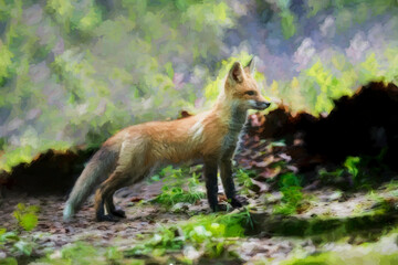 Red fox in nature