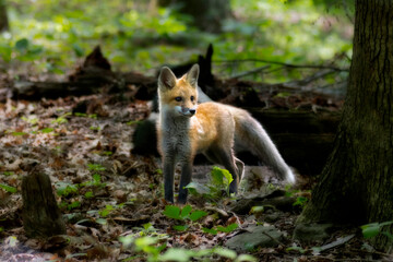 Red fox in nature