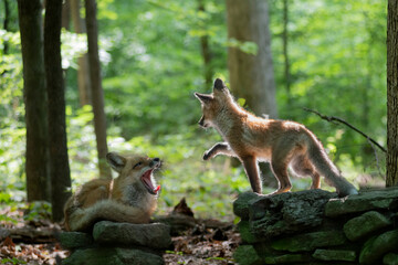 Red fox in nature