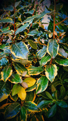 Decorative green bush wall background