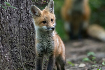 Red fox in nature