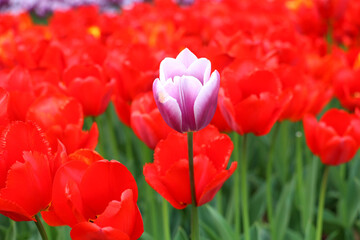 Istanbul tulip: Tulip (Tulipa), common name of bulbous, perennial plant species grown as ornamental plants, forming the genus Tulipa from the lily family, colorful tulips