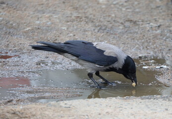 A crow soaks a piece of food in a puddle on the asphalt
