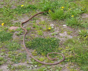 An old abandoned twisted rusty metal cable on the green grass