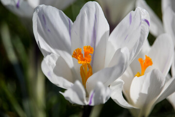 Close up of white crocuses are the first spring flowers swaying