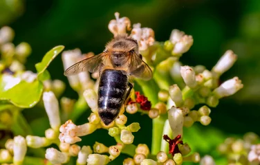 Fotobehang Honey Bee © Jay