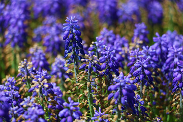 Obraz premium Garden hyacinths giving a visual feast with the most beautiful shade of blue in Istanbul Emirgan Grove. selective focus