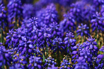Garden hyacinths giving a visual feast with the most beautiful shade of blue in Istanbul Emirgan Grove. selective focus