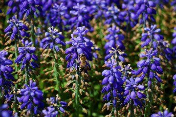 Obraz premium Garden hyacinths giving a visual feast with the most beautiful shade of blue in Istanbul Emirgan Grove. selective focus