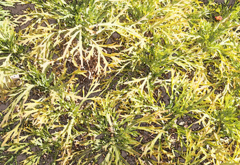 敷き詰められた草