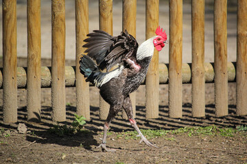 Old English Game cockerel. Pygmy rooster. Spread its wings