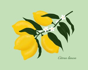 Lemon. Citrus limon. Yellow organic lemons on lemon tree branch with white blossoms and dark green leaves. Hand-drawn painting. Botanical gouache illustration.