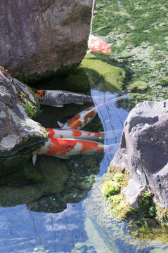 Japanese garden and Nishikigoi in Jonangu, Fushimi-ku, Kyoto