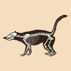 Skeleton coatimundi vector illustration