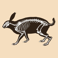 Fototapeta na wymiar Skeleton rabbit vector illustration