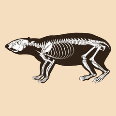 Skeleton lowland paca vector illustration