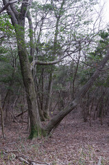 Ono Alps mountain trail, Ono City, Hyogo Prefecture.