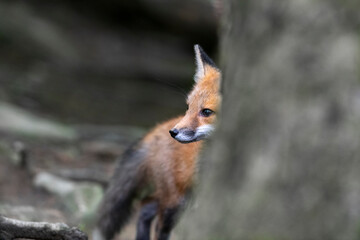 Fototapeta premium Red fox in nature