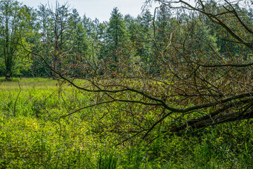 der abgesägte Baum mit vertrocknetem Laub liegt auf einer Wiese mit Wald im Hintergrund