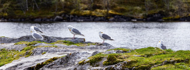 Herring gull - Larus argentatus , Northern Norway,Europe	