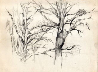 Vintage pencil drawing with old trees on a beige faded paper 