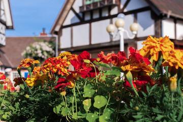 Fototapeta na wymiar 観光地の花壇に咲くマリーゴールド