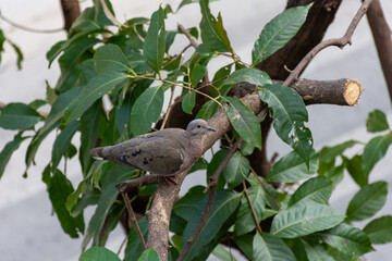 Pássaro tranquilo em área urbana