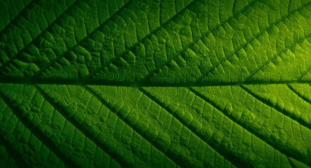 Texture of a green chestnut leaf in close-up.