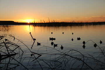 A spread of puddle duck decoys at sunrise