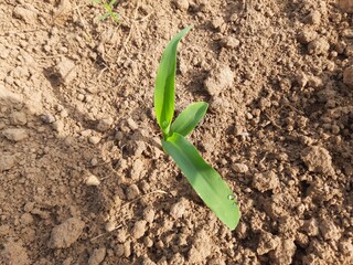Young green corn growing on the field.
corn seedling in morning. 
Maize plant in the field. It is a crop, which is grown as a grain and also cultivated as animal feed. Corn sprout.