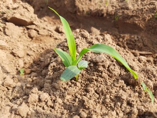 Young green corn growing on the field.
corn seedling in morning. 
Maize plant in the field. It is a crop, which is grown as a grain and also cultivated as animal feed. Corn sprout.