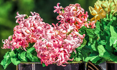 Fototapeta premium the bouquet of light pink Hyacinthus 
