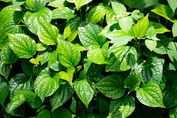 Top view green leaves of betel leaf with bright sunlight. and against the background of green leaves with hard falling shadows.