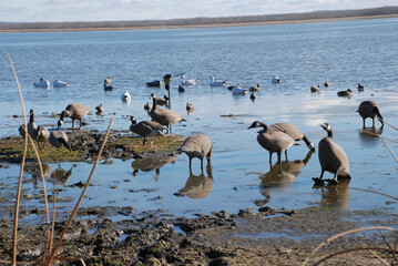 A spread of decoys in the shallows 