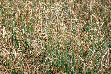 Binsenschneide mit vertrockneten und neuen Trieben Cladium mariscus
