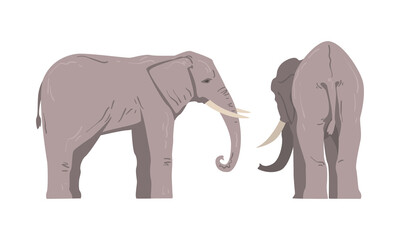 Fototapeta premium Standing Elephant as Large African Animal with Trunk, Tusks, Ear Flaps and Massive Legs Vector Set