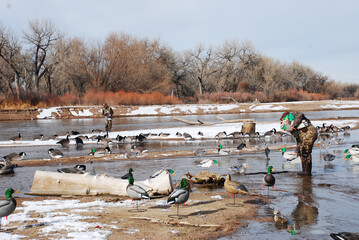 Hunters setting a spread of decoys on a river 