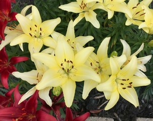 Obraz premium bouquet of lilies