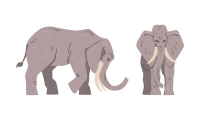 Fototapeta premium Elephant as Large African Animal with Trunk, Tusks, Ear Flaps and Massive Legs Standing and Walking Vector Set