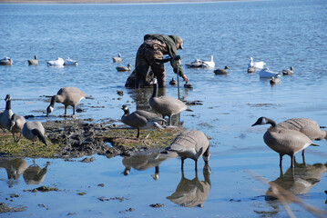 A waterfowl hunter place a spread of decoys 