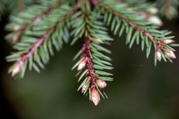 Obraz premium pineneedles, bergafjärden,sweden, norrland,sverige