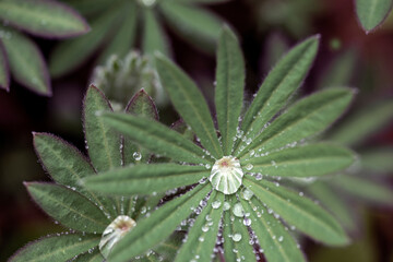 close up of plant, bergafjärden,sweden, norrland,sverige