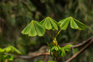 Young green developing chestnut leaves