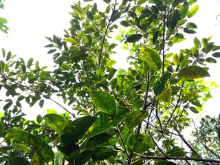 green leaves on tree