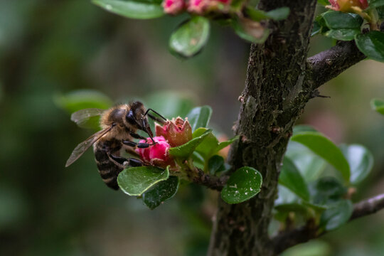Bee Sitting on a Flower in the Garden