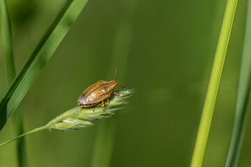 Aelia acuminata - Long-headed bug - Punaise à tête allongée - Punaise des blés