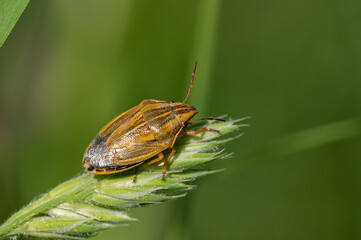 Aelia acuminata - Long-headed bug - Punaise à tête allongée - Punaise des blés