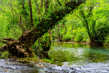 Obraz premium small river in the forest